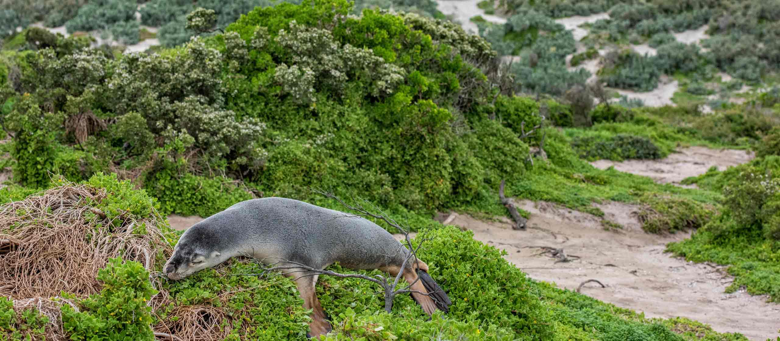 Kangaroo Island Wilderness Trail