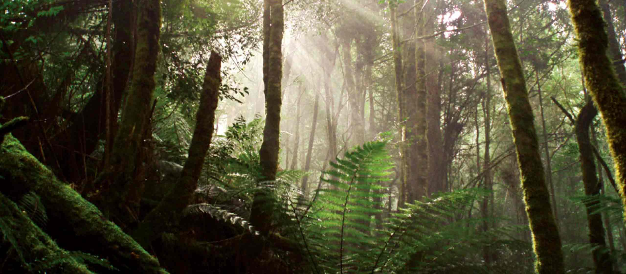 Tasmania Tarkine