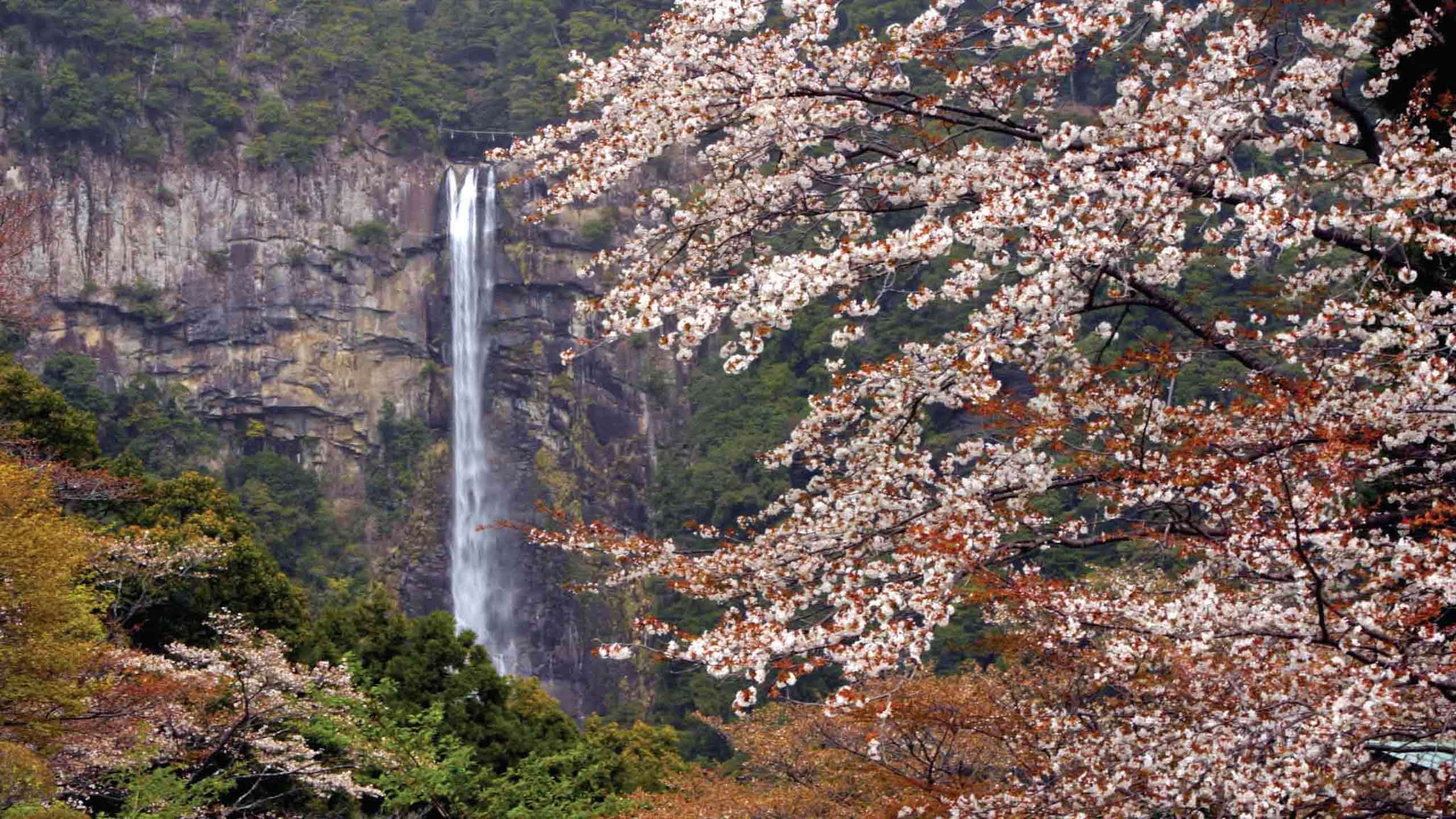 Luxury Kumano Kodo Mountain to Sea & Ama Divers 9D8N, Guided