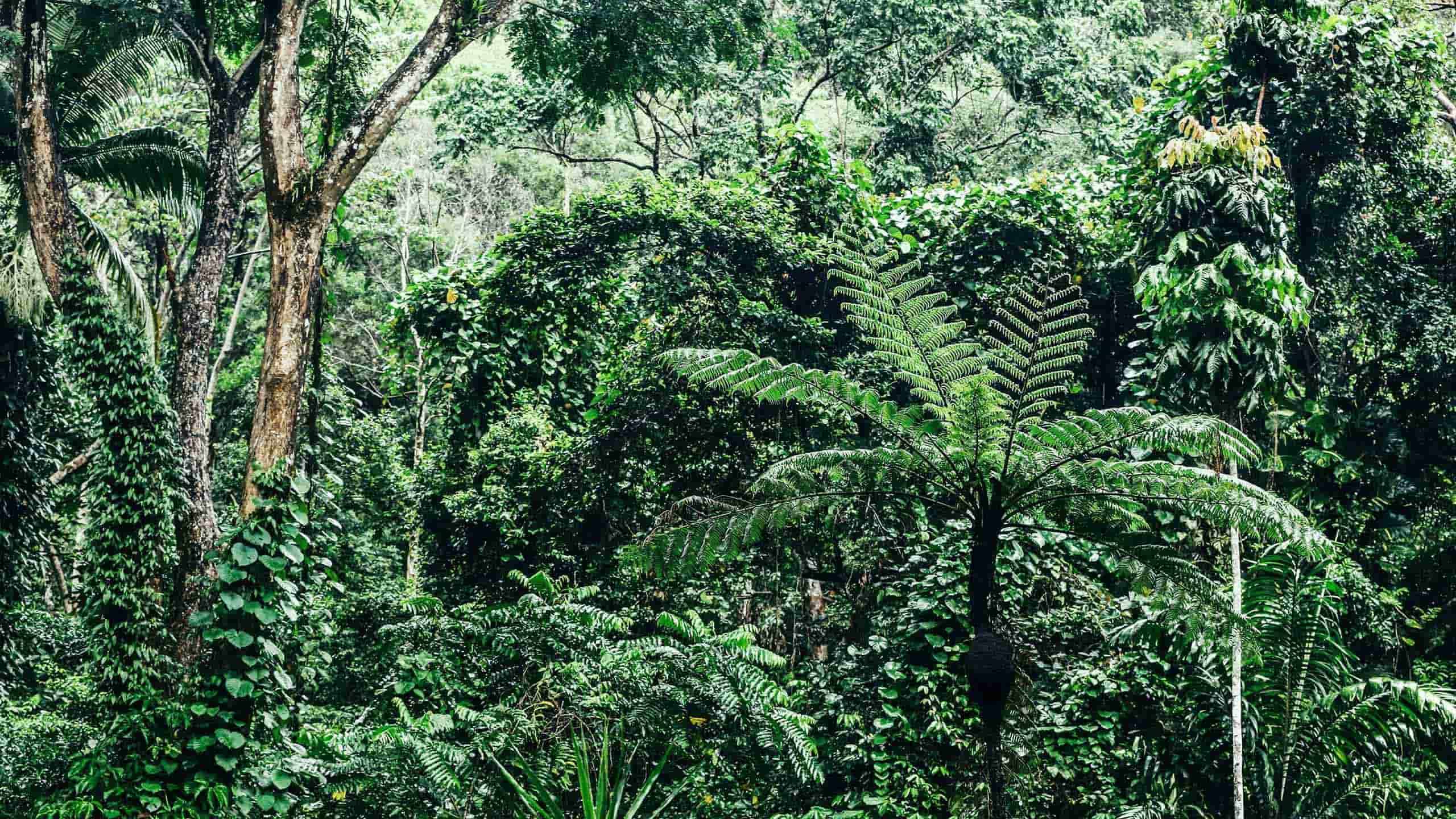 Luxury Daintree Eco Trilogy: Reef, Rainforest & Rejuvenate + Daintree Eco Lodge 5D4N