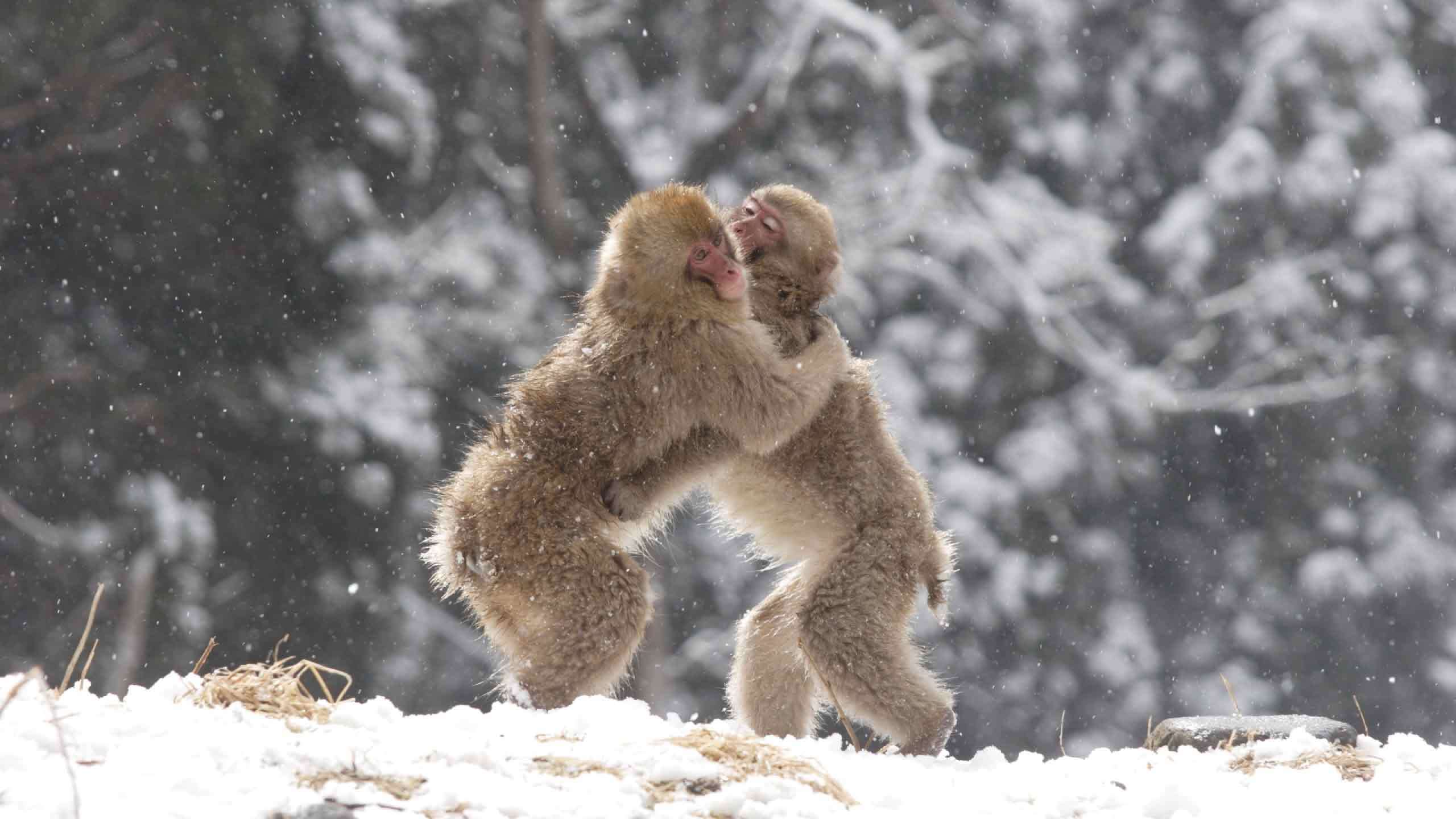 Luxury Nakasendo Trail Village to Village Walk 5D4N, Self Guided + Royale Snow Monkey Tour