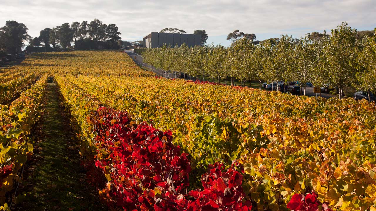 moorilla-winery-vineyards-tasmania-australia