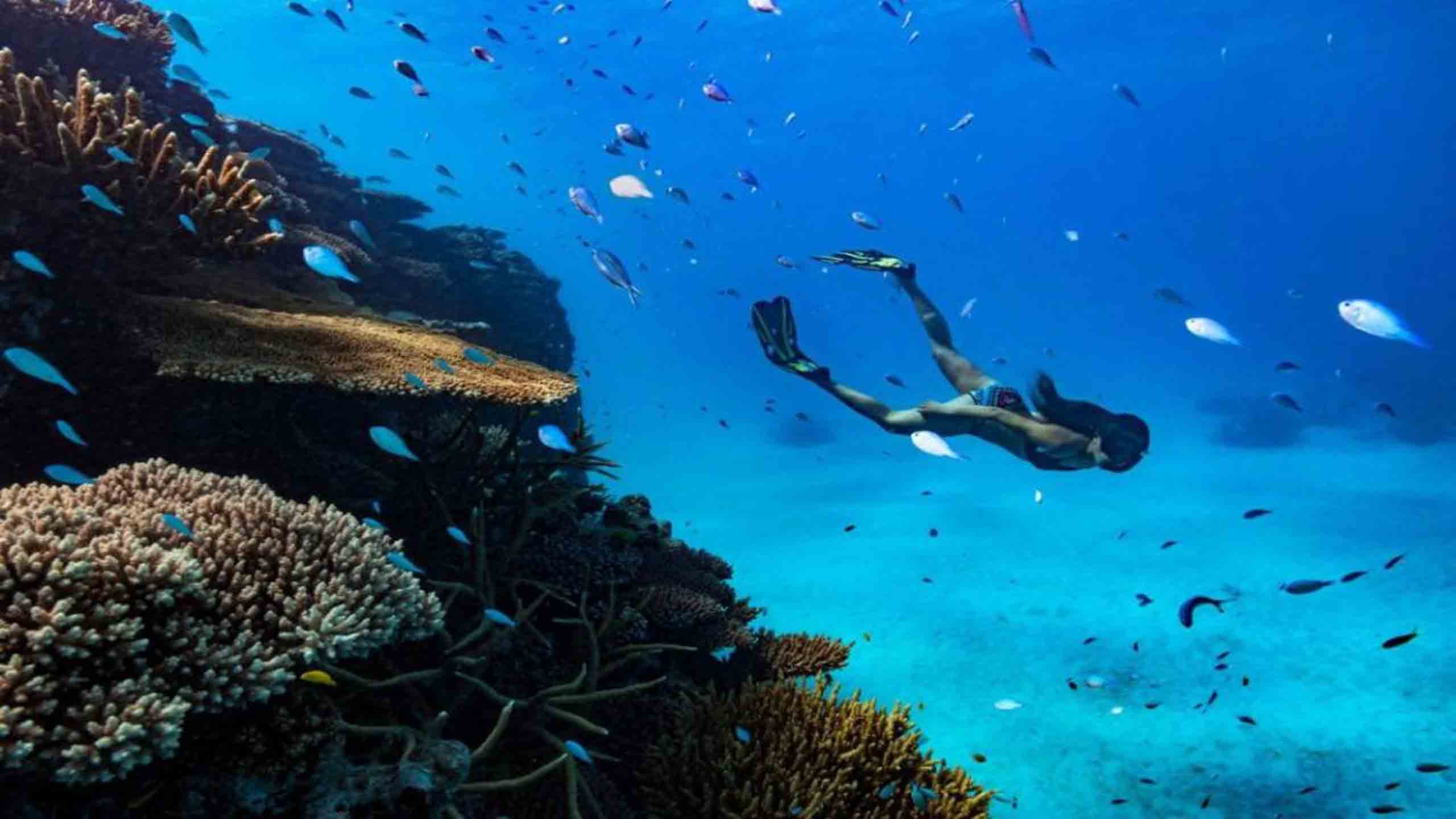 great-barrier-reef-diving-Orpheus-Island