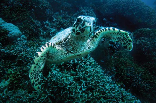 green-turtle-Great-Barrier-Reef