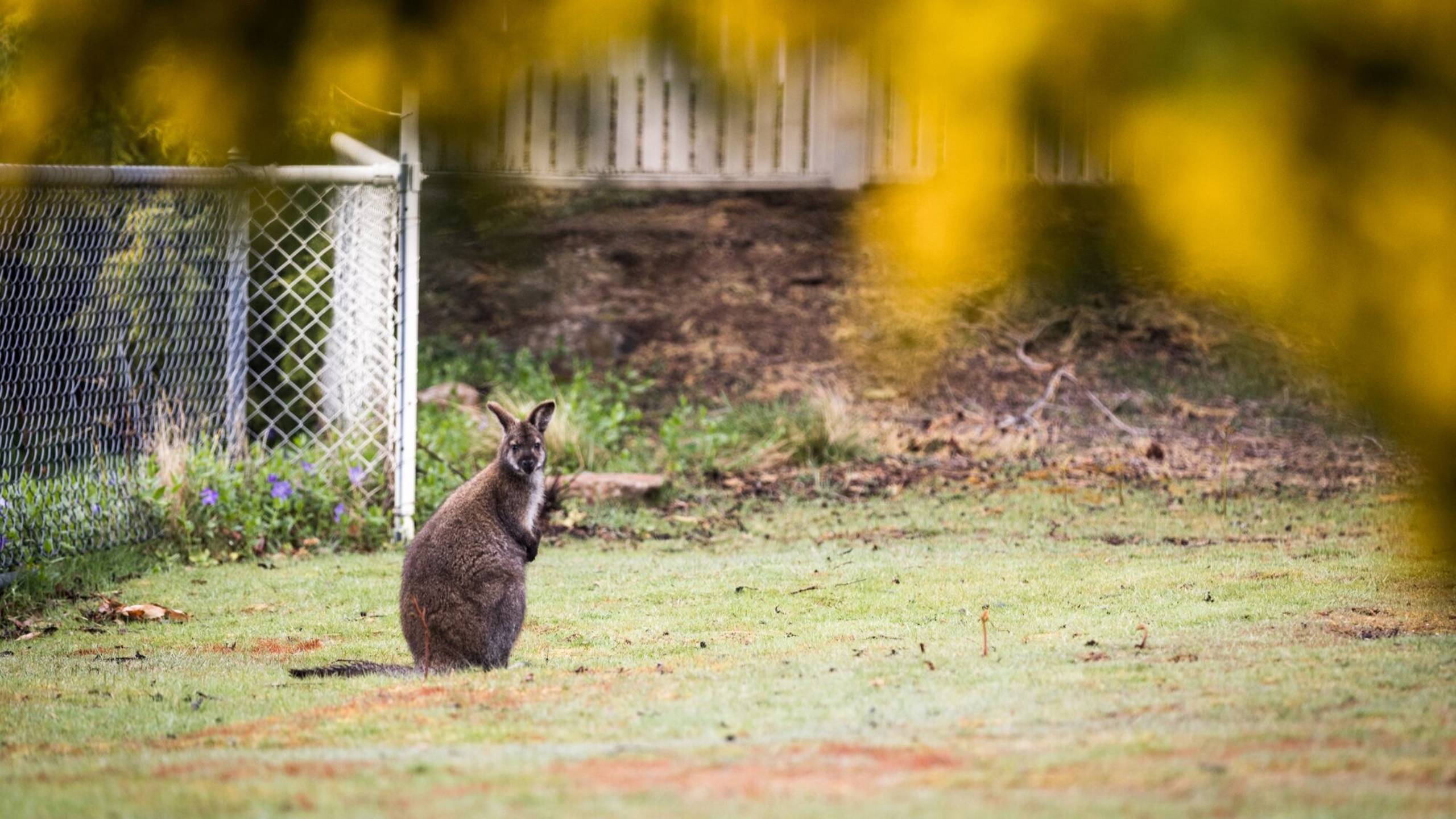 cape-lodge-tasmania-luxury-accommodation-australia-wildlife