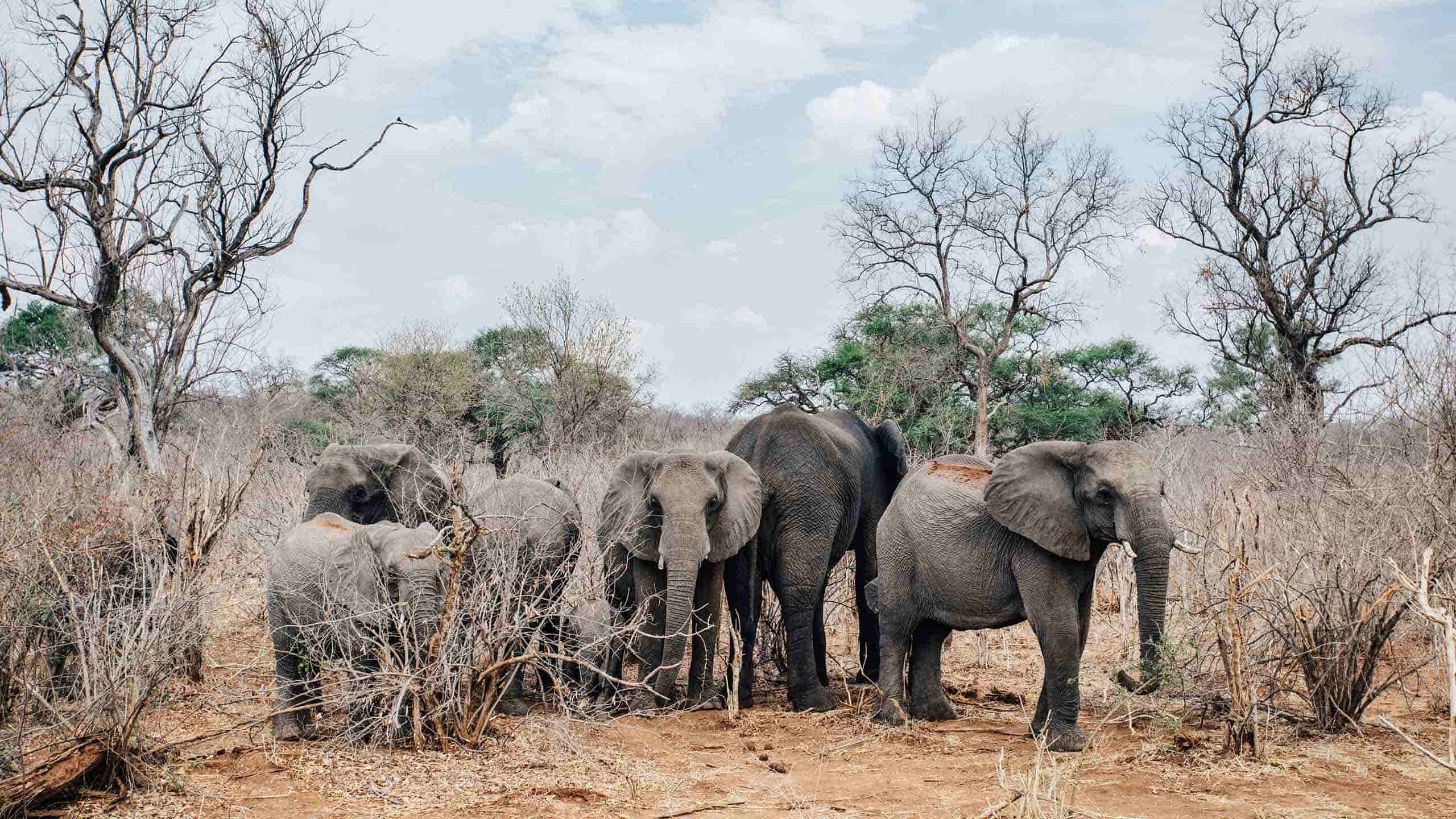 matetsi-victoria-falls-zimbabwe-elephants