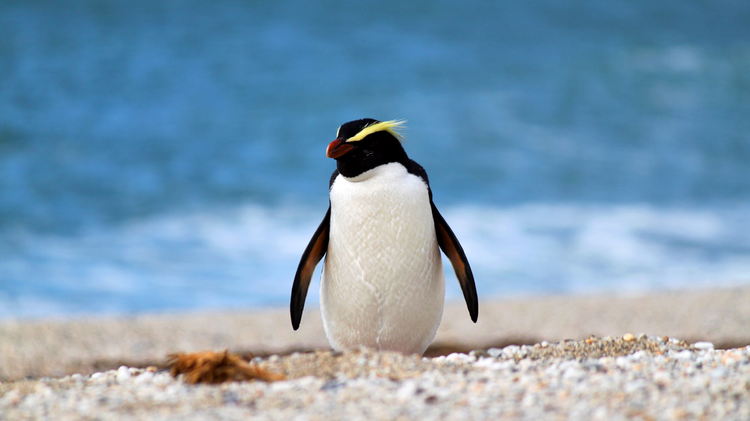 wilderness-lodge-lake-moeraki-new-zealand-tawaki-penguin