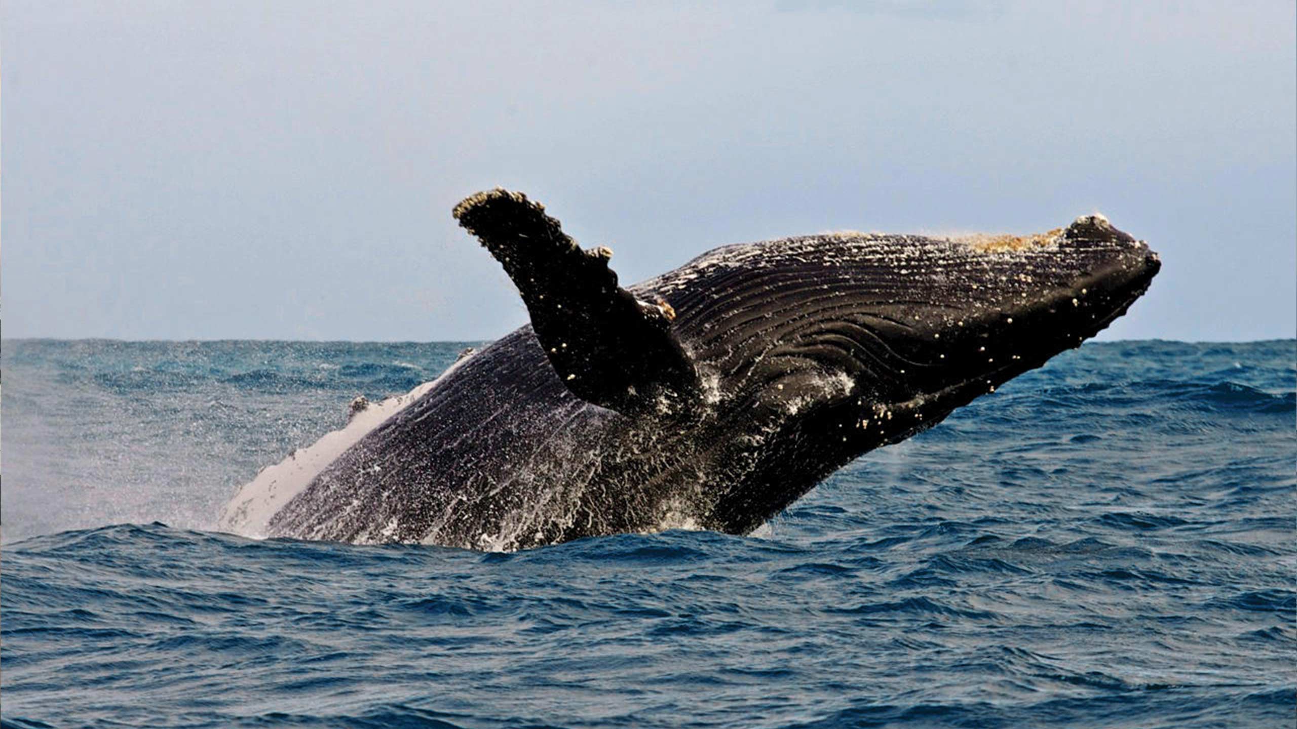 birkenhead-house-hermanus-south-africa-whale-exhibition