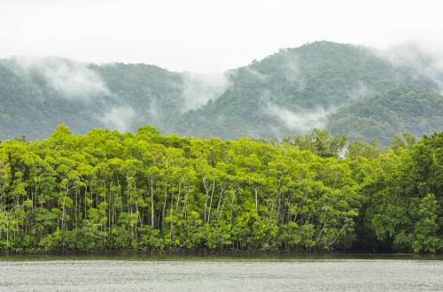 ferry-cross-Daintree-River
