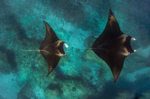 ningaloo-snorkelling