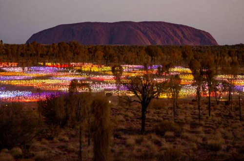 field-of-the-light-uluru-ayers-rock