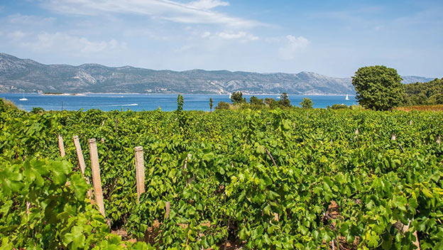 vineyards-korcula-croatia-shutterstock2677698439