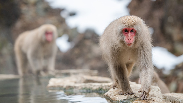 onsen-monkey