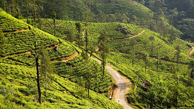 tea-plantations-nuwara-eliya-sri-lanka-shutterstock2674688249