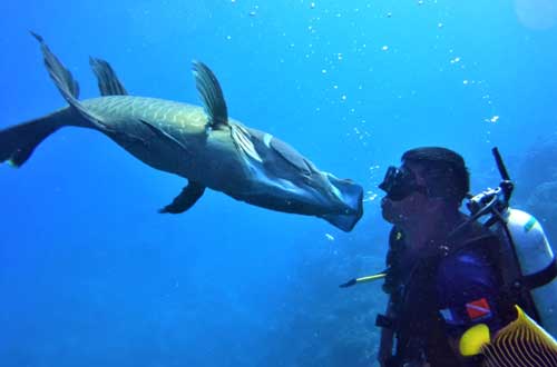 albie-kisn-frank-cook-islands-fish