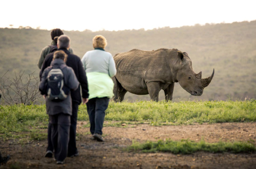 Rhino-Ridge-Safari-Lodge-Walking-Safari