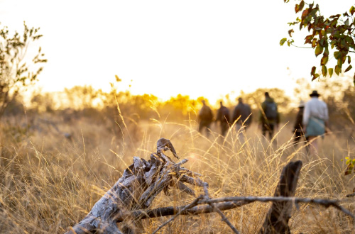 simbavati-trails-camp-timbavati-game-reserve-south-africa-walking-safari