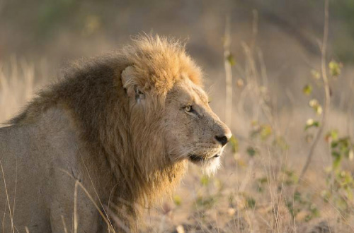 kruger-shalati-south-africa-safari