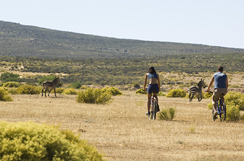 mountain-biking-cape-mountain-south-africa-biker-zebra