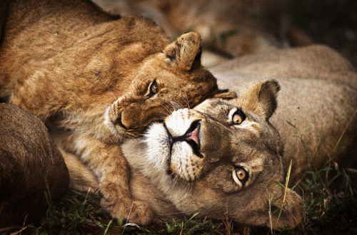 royal-malewane-thornybush-kruger-national-park-private-game-drive-safari
