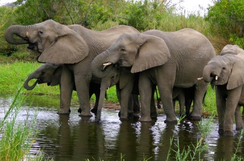 ulusaba-safari-lodge-sabi-sands-kruger-national-park-southa-africa-elephants-waterhole