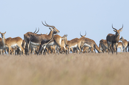 bangweulu-lechwe