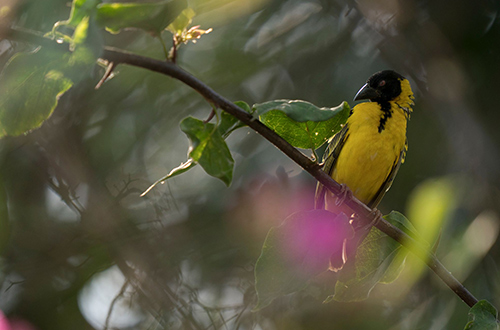 birdlife
