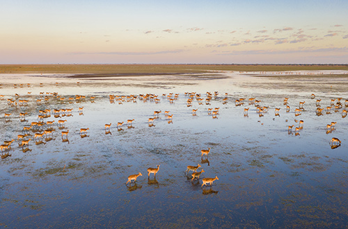 black-lechwe-walking