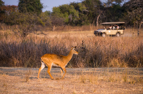 kaingu-game-drive-puku