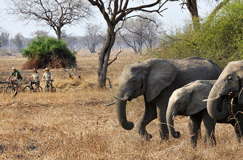 tafika-camp-cycling-elephant