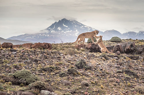argentina-to-chile-wild-cougar