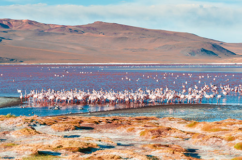 flamingoes-red-lagoona-shutterstock2697364883