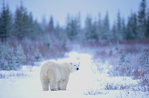 bear-one-last-look-winnipeg-canada