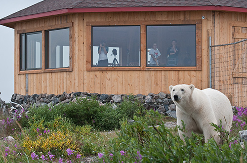 seal-river-heritage-lodge-dining-view