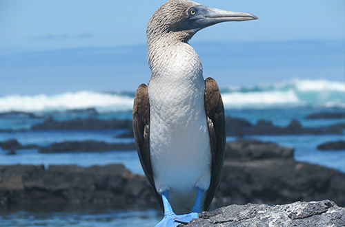 seymour-island-galapagos-ecuador-booby
