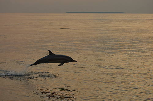 dolphin-sunset-shutterstock2758292247