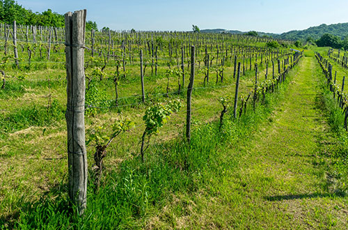 slovenian-istria-vineyards-shutterstock2232865901