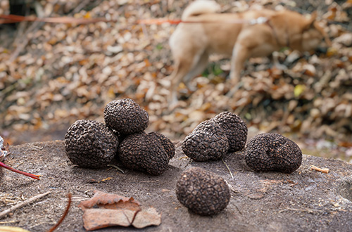 truffle-hunting-shutterstock2132513165