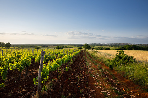 vineyards-istria-croatia-shutterstock1758556373