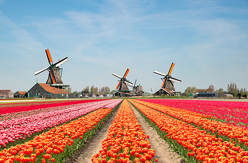 keukenhof-gardens-amsterdam