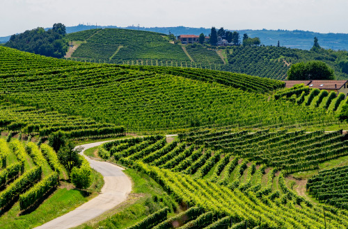 Alba-Piedmont