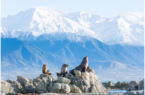 kaikoura-new-zealand-south-island-seal-snow-capped-mountain