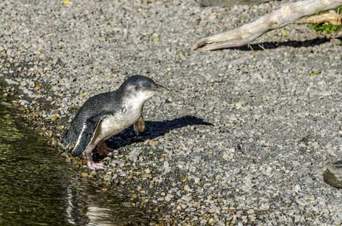 little-blue-penguin