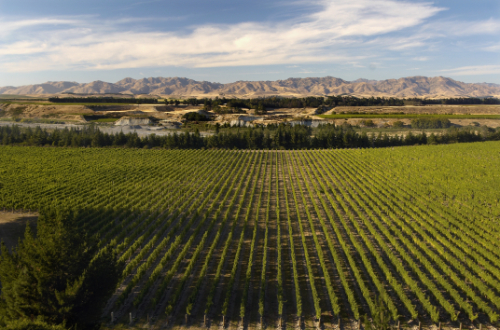 marlborough-south-island-new-zealand-winery-vineyard