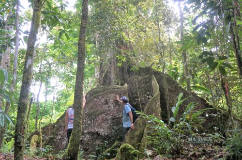olepupue-rainforest-reserve-upolu-samoa-giant-ma-tree-forest-walk