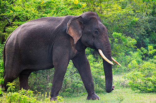 elephant