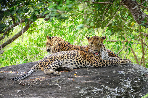 leopards
