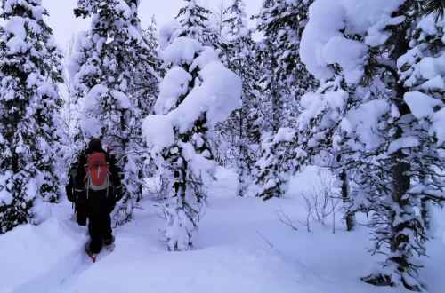 sweden-arctic-circle-snowshoeing-hiker-walking-on-the-snow