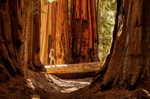 sequoia-national-park
