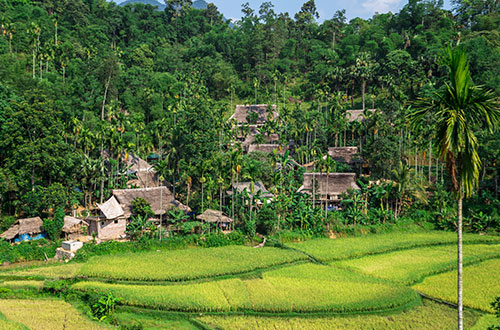 pu-luong-reserve-thanh-hoa-vietnam-rice-fields